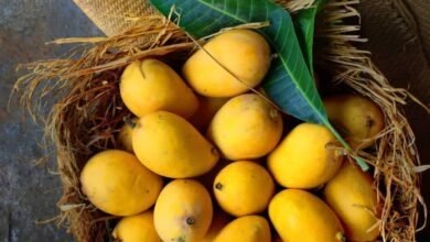The king of fruits