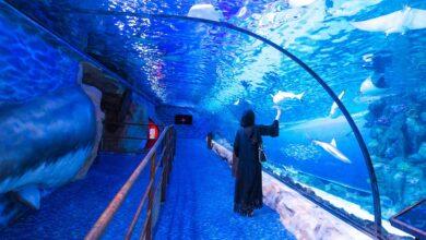 Unveiling the Secrets of Dubai Mall Aquarium Tickets: A User's Guide for 2024