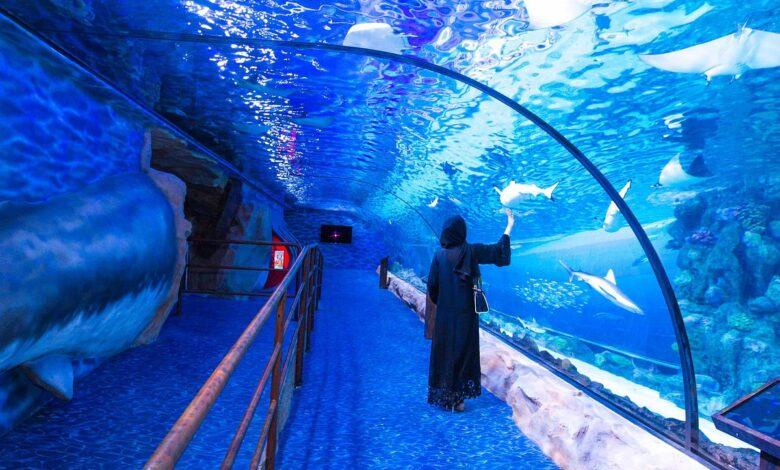 Unveiling the Secrets of Dubai Mall Aquarium Tickets: A User's Guide for 2024